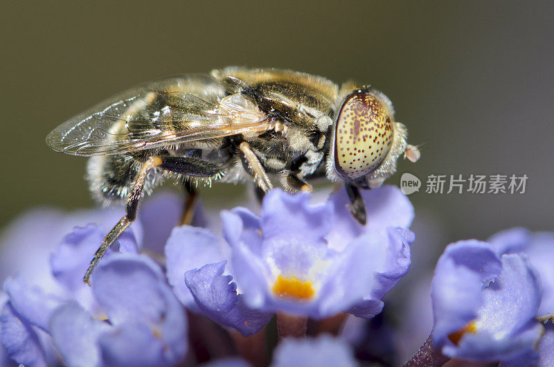 紫色花朵上的大型昆虫雄蜂虻(Eristalis sp.